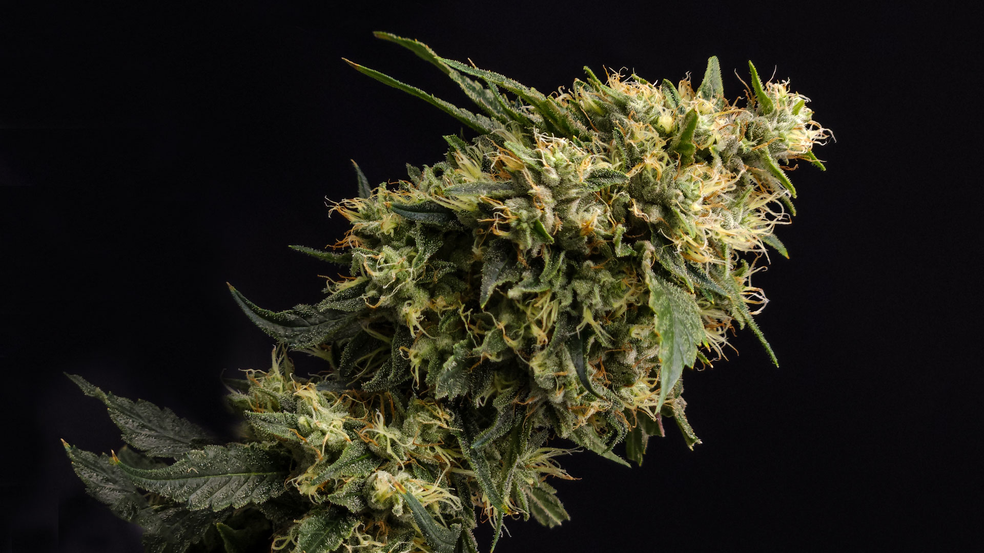 buuo 17/1 cdlc chem de la chem