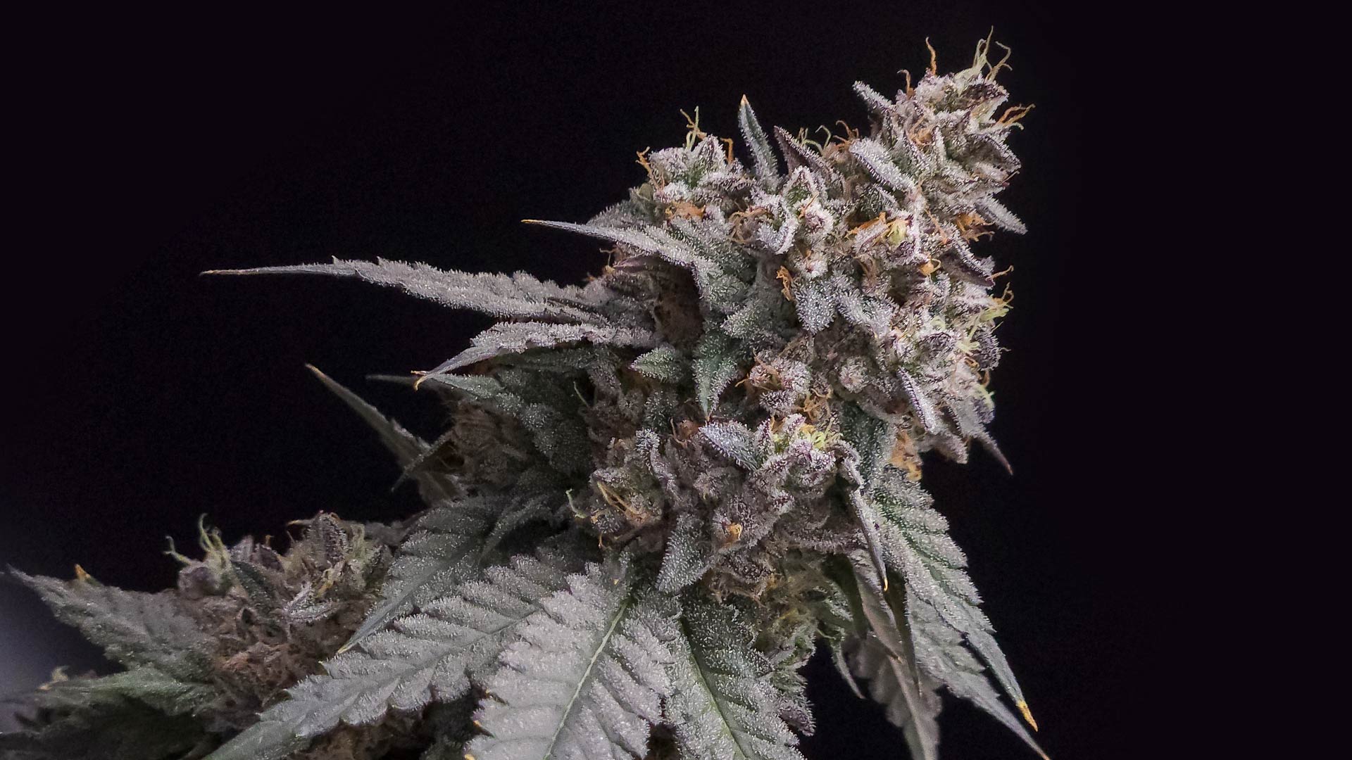 Lemon Cherry Pie Strain Indica Or Sativa