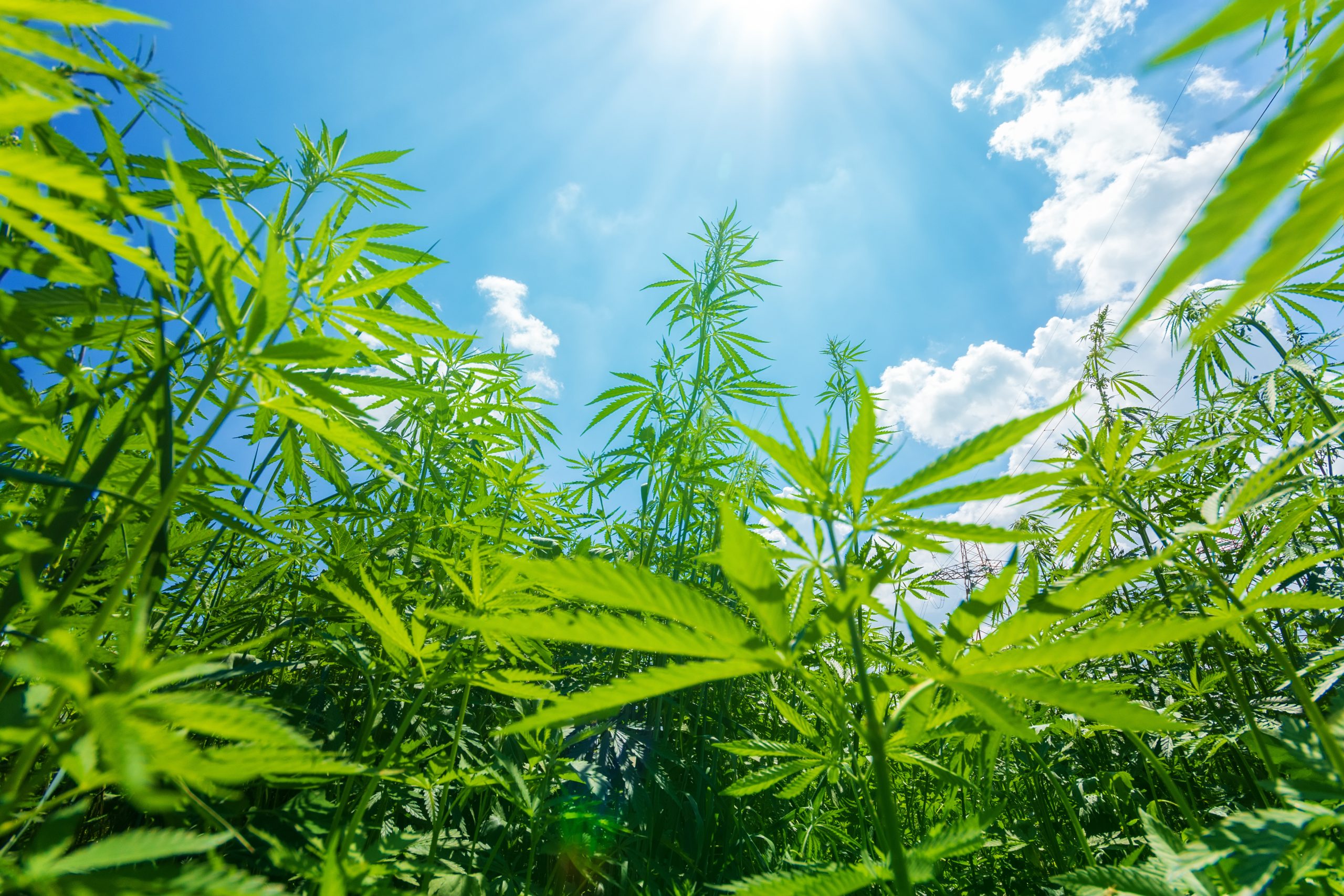 cannabis stretches into the sky / cannabis growing in the open air