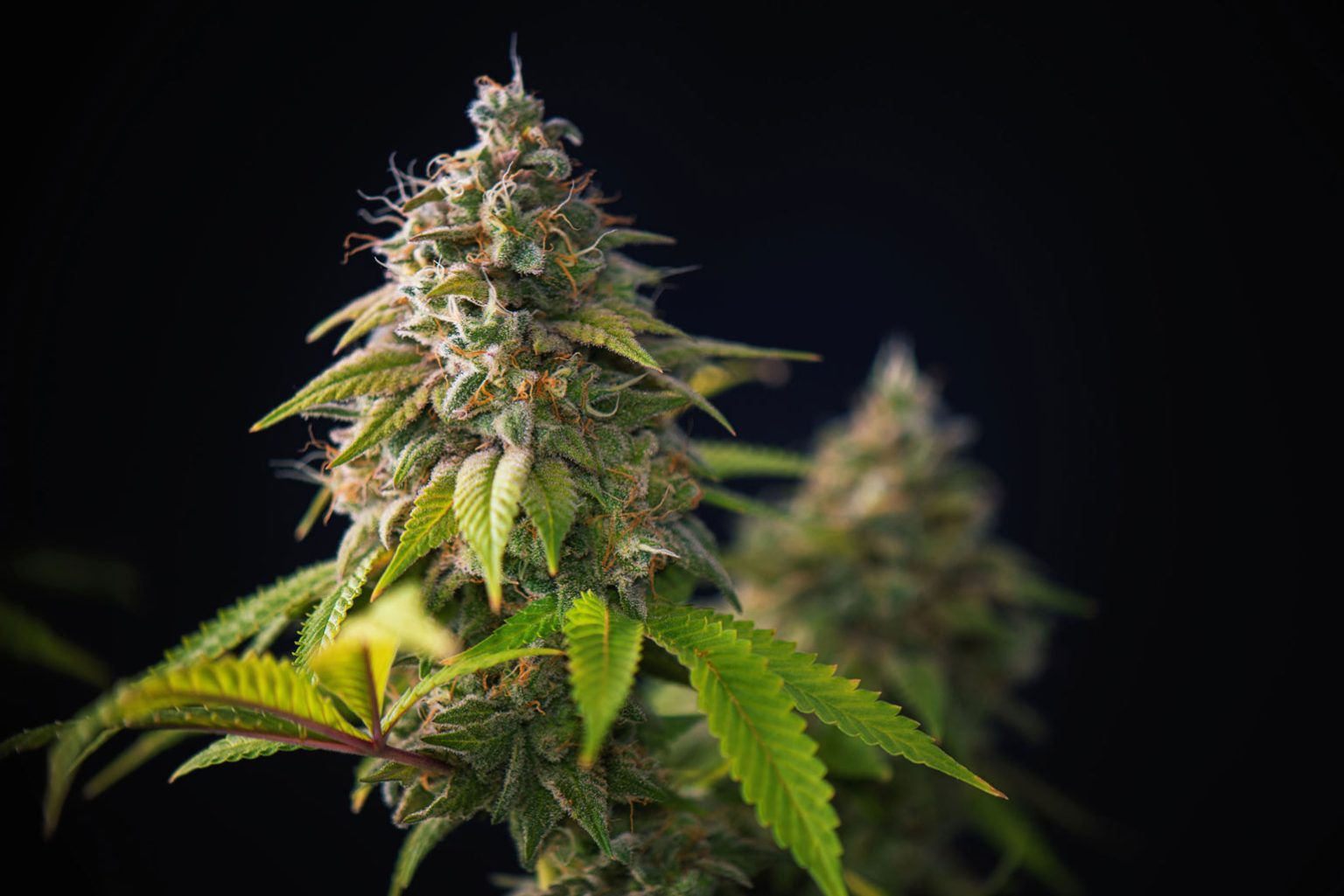 Cannabis Flower: A Guide to Aromas, Effects, and Consumption • Root ...